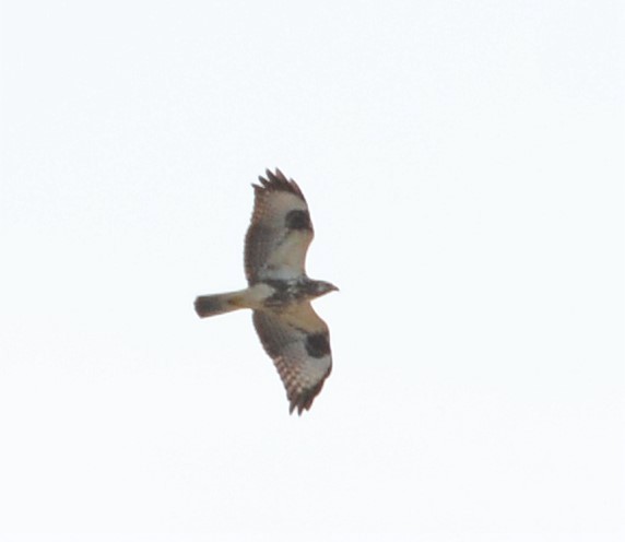 Common Buzzard - ML257068491