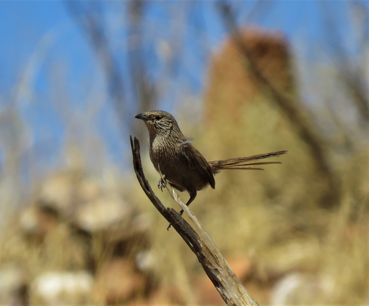 Kalkadoon Grasswren - ML257070251