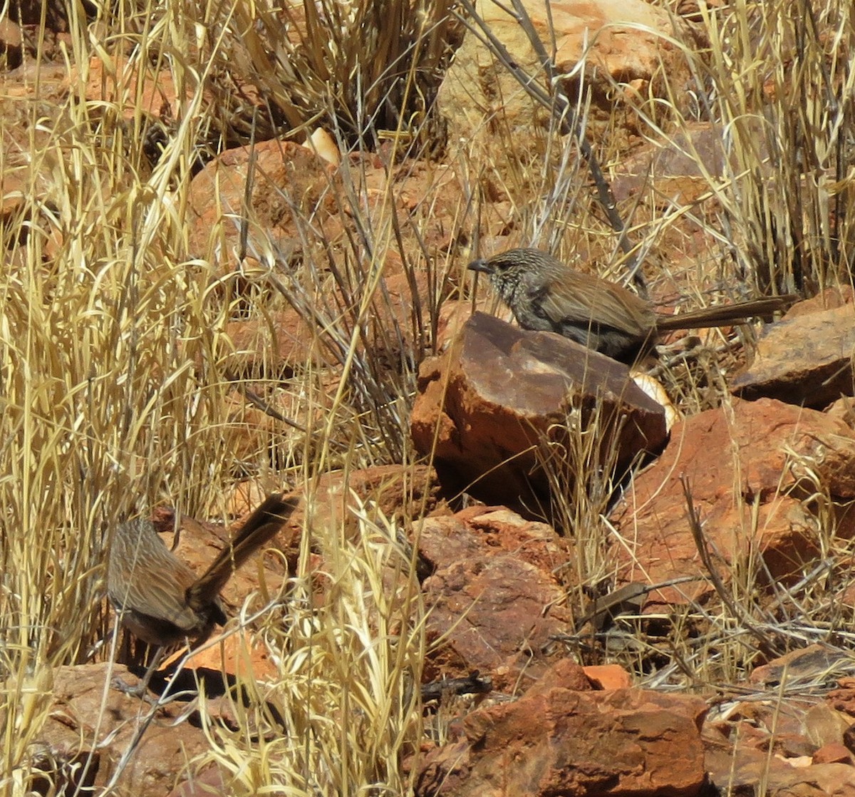 Kalkadoon Grasswren - ML257070261