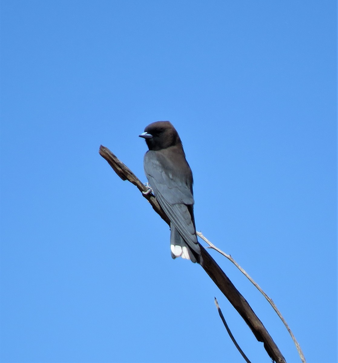 Little Woodswallow - ML257070341