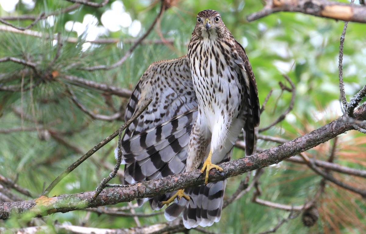 Cooper's Hawk - ML257071601