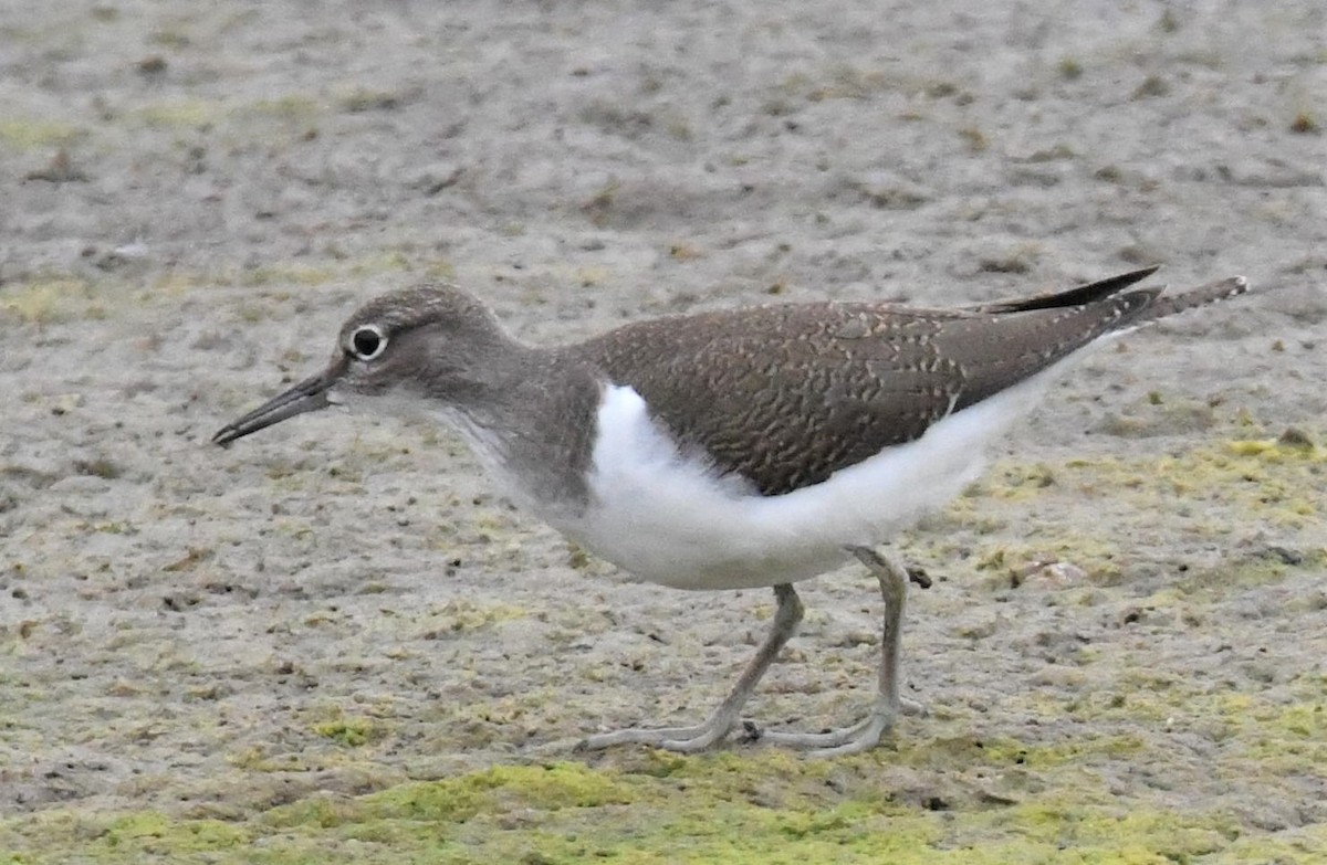 Common Sandpiper - Jörg Knocha