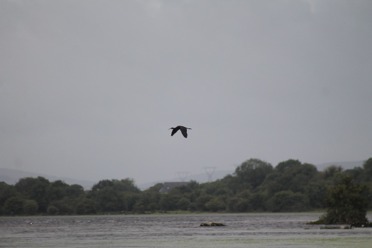 Glossy Ibis - ML257071801