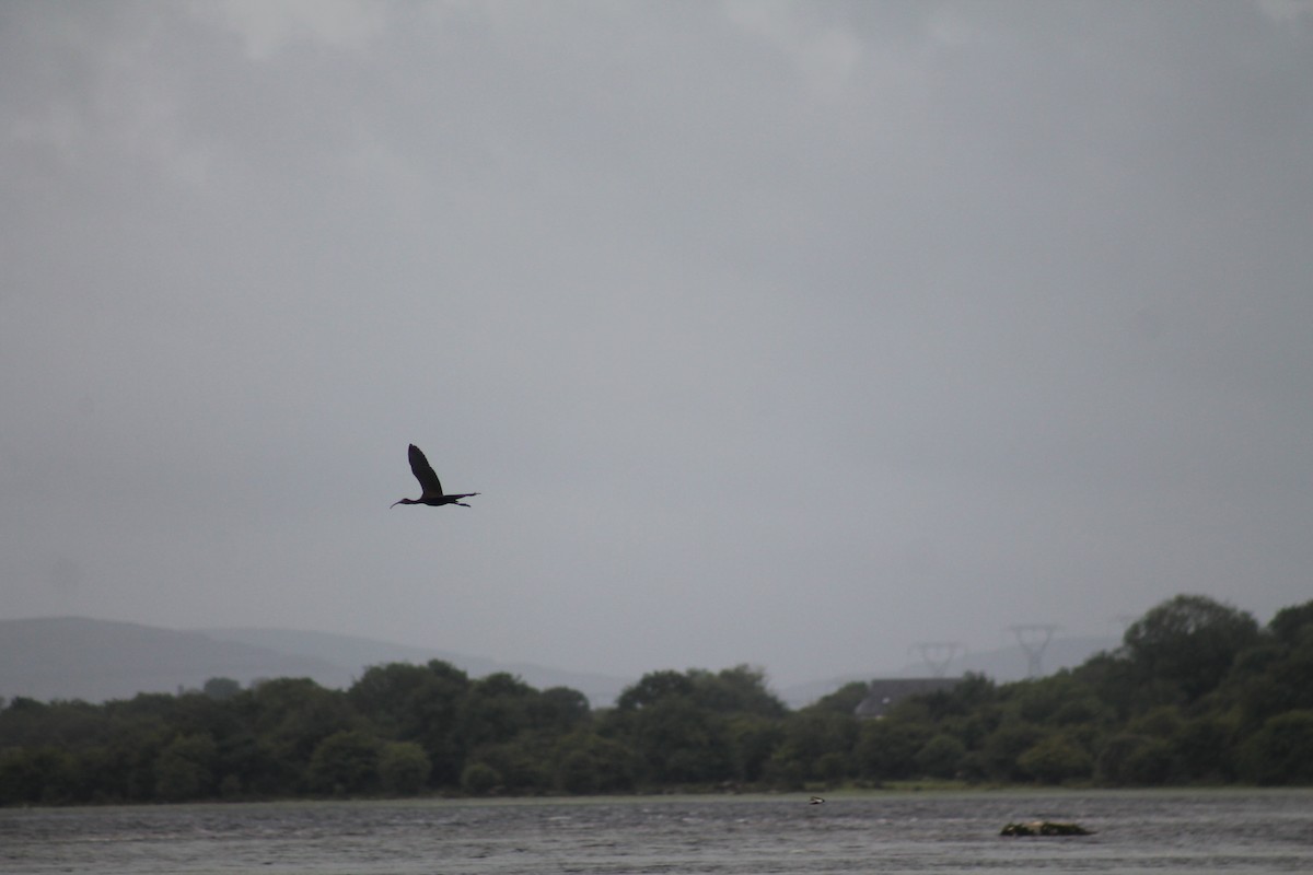 Glossy Ibis - ML257071811