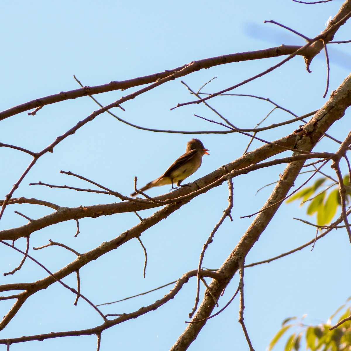 Great Crested Flycatcher - ML257072831