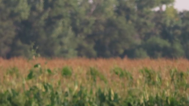Icteridae, unbestimmt - ML257073431