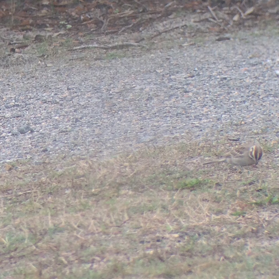 Lark Sparrow - ML25707351