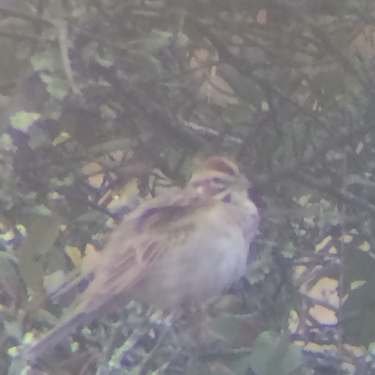 Lark Sparrow - ML25707371