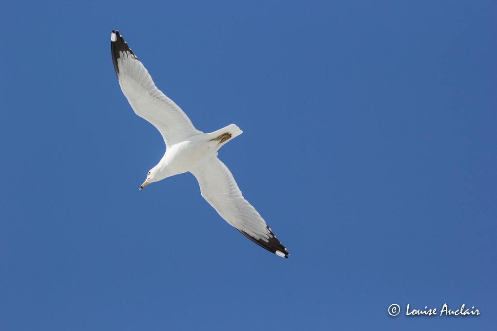 Ring-billed Gull - ML25707401