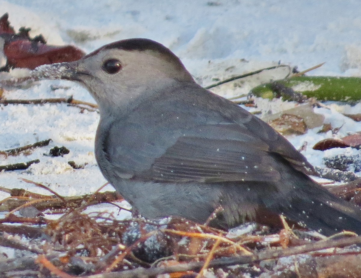 Gray Catbird - ML25707531