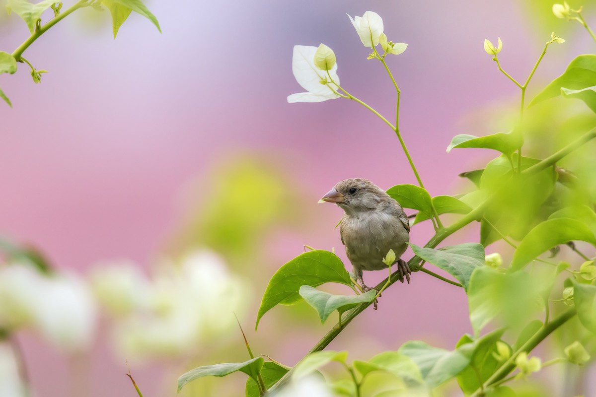 House Sparrow - ML257075481