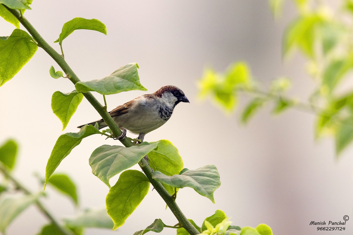 House Sparrow - Manish Panchal