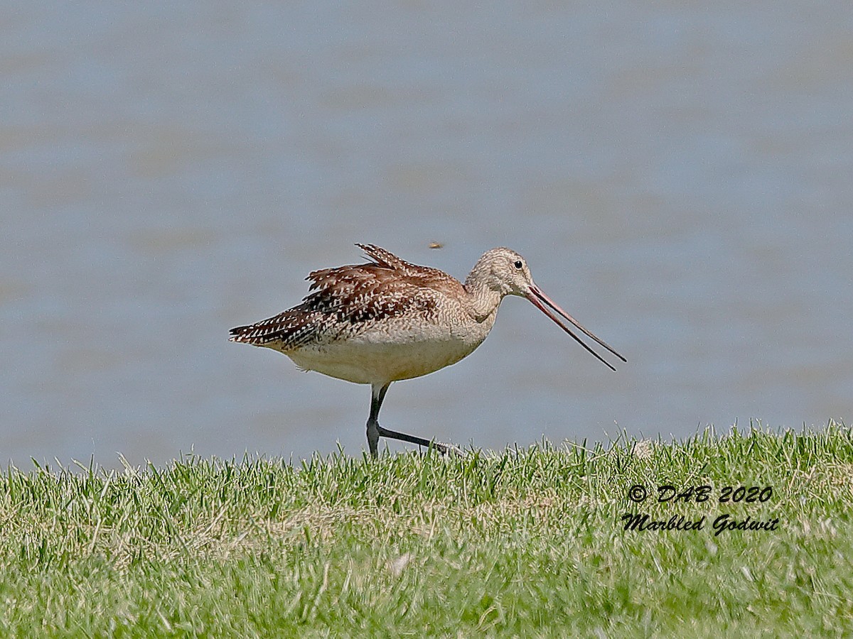 Marbled Godwit - ML257076591