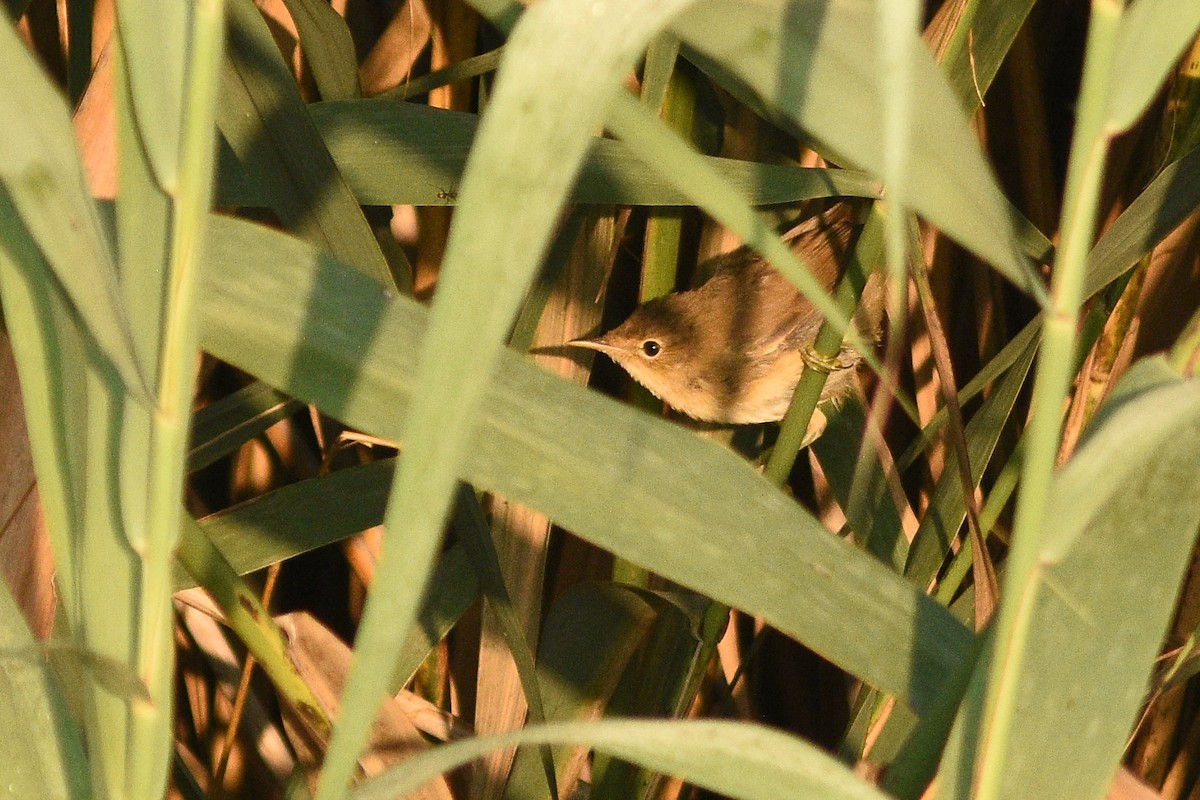 Common Reed Warbler - ML257077311