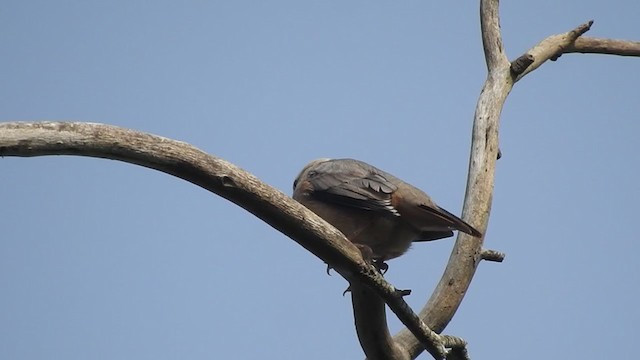 Malabar Starling - ML257083491