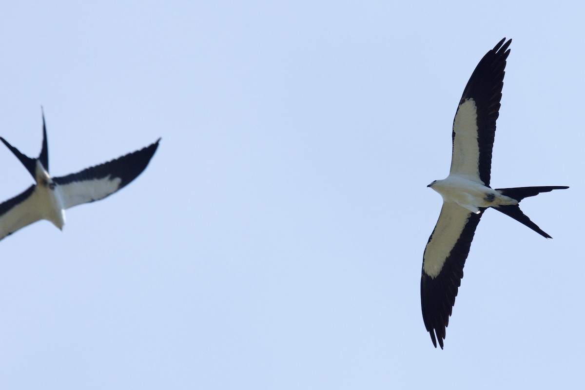Swallow-tailed Kite - ML25708441