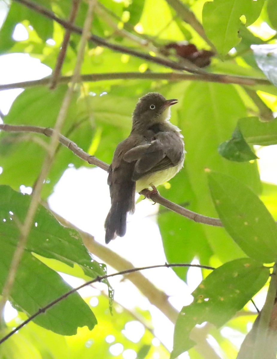 Cream-vented Bulbul - Ng SH