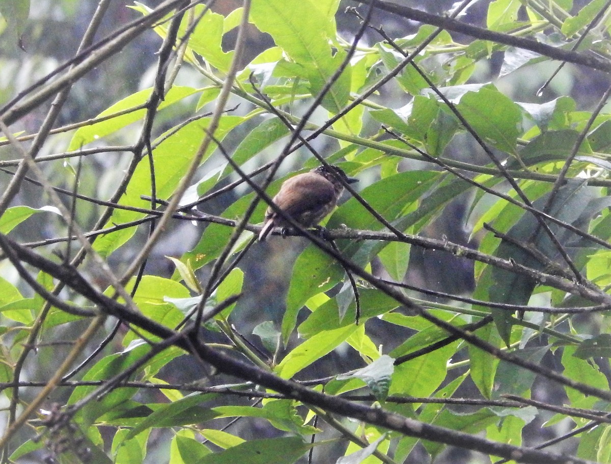 Olivaceous Piculet - ML257086801