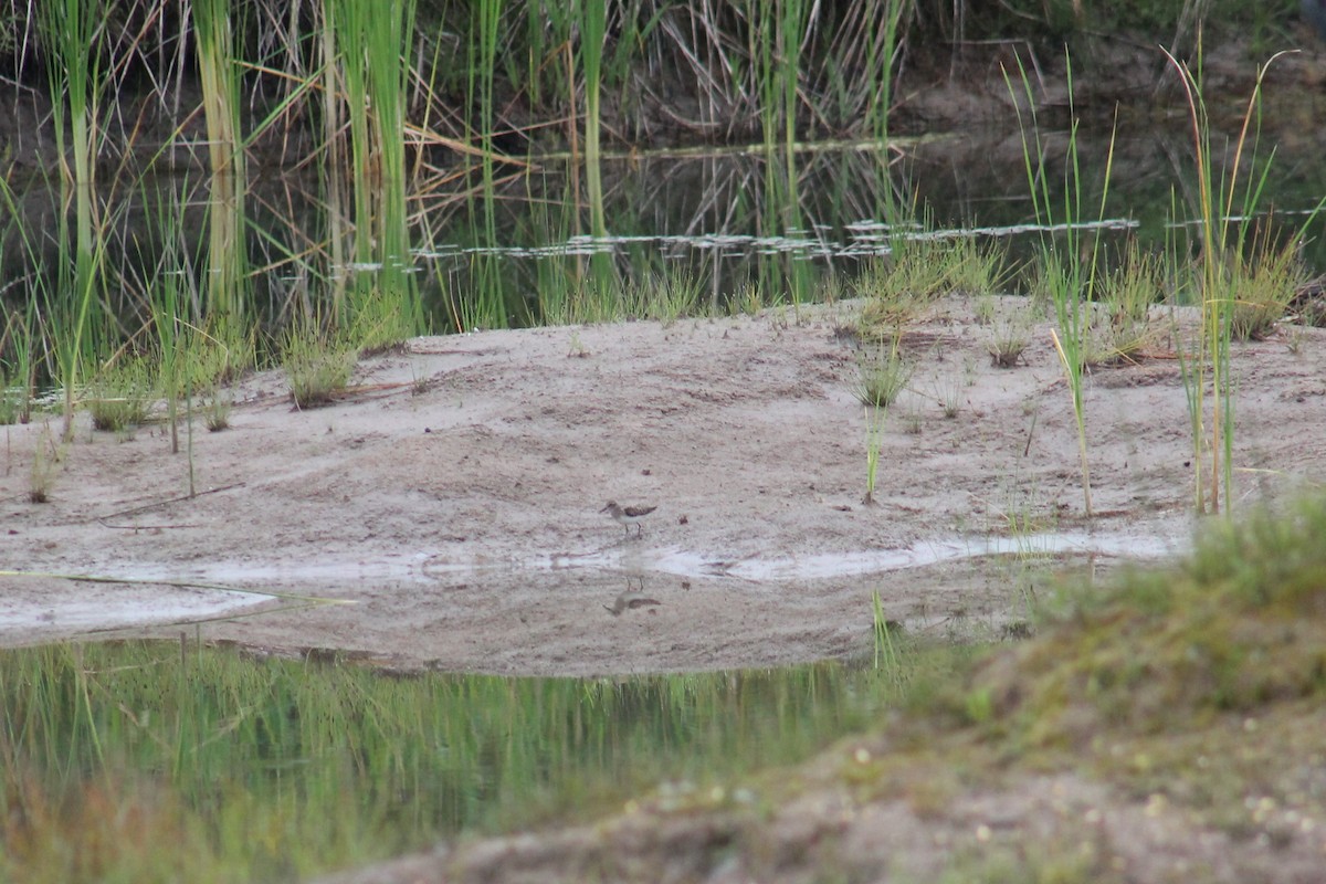 Sandstrandläufer - ML257088131