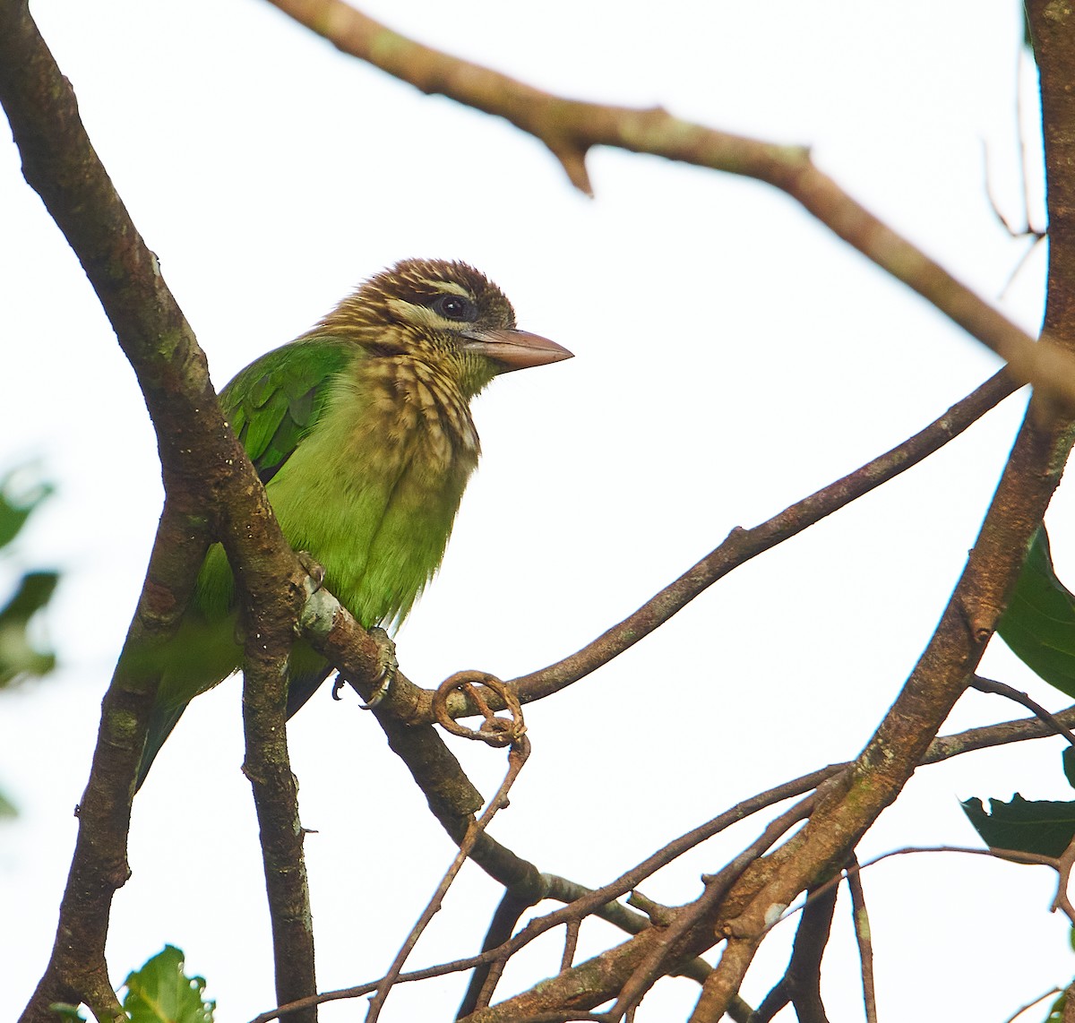 White-cheeked Barbet - ML257089081