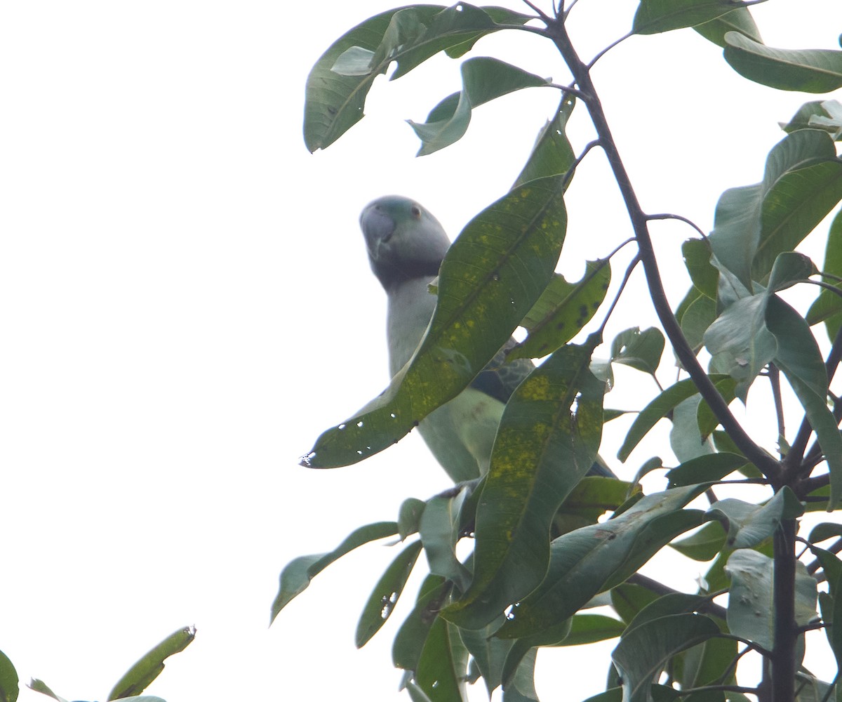 Malabar Parakeet - ML257089101