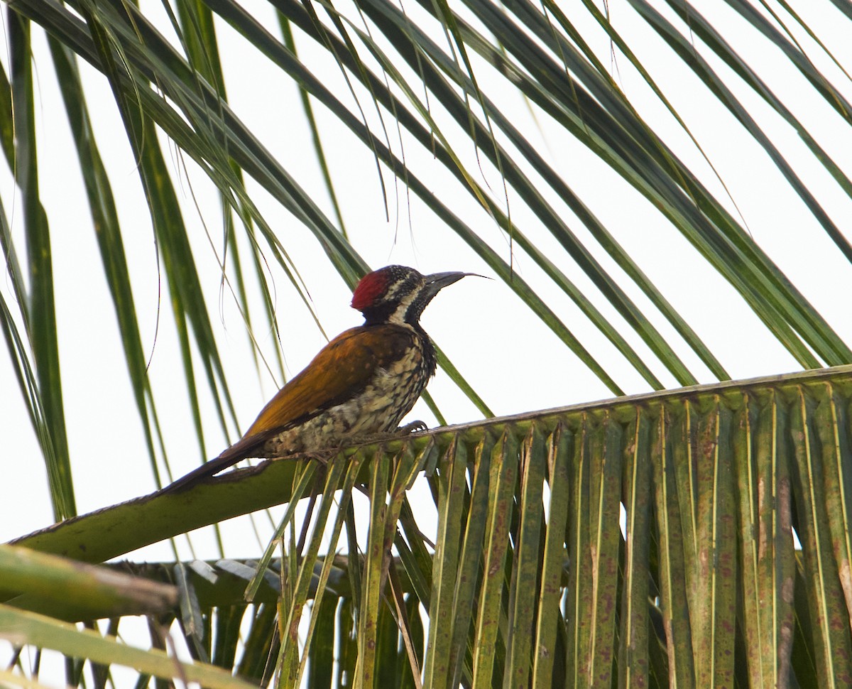 Black-rumped Flameback - ML257089111