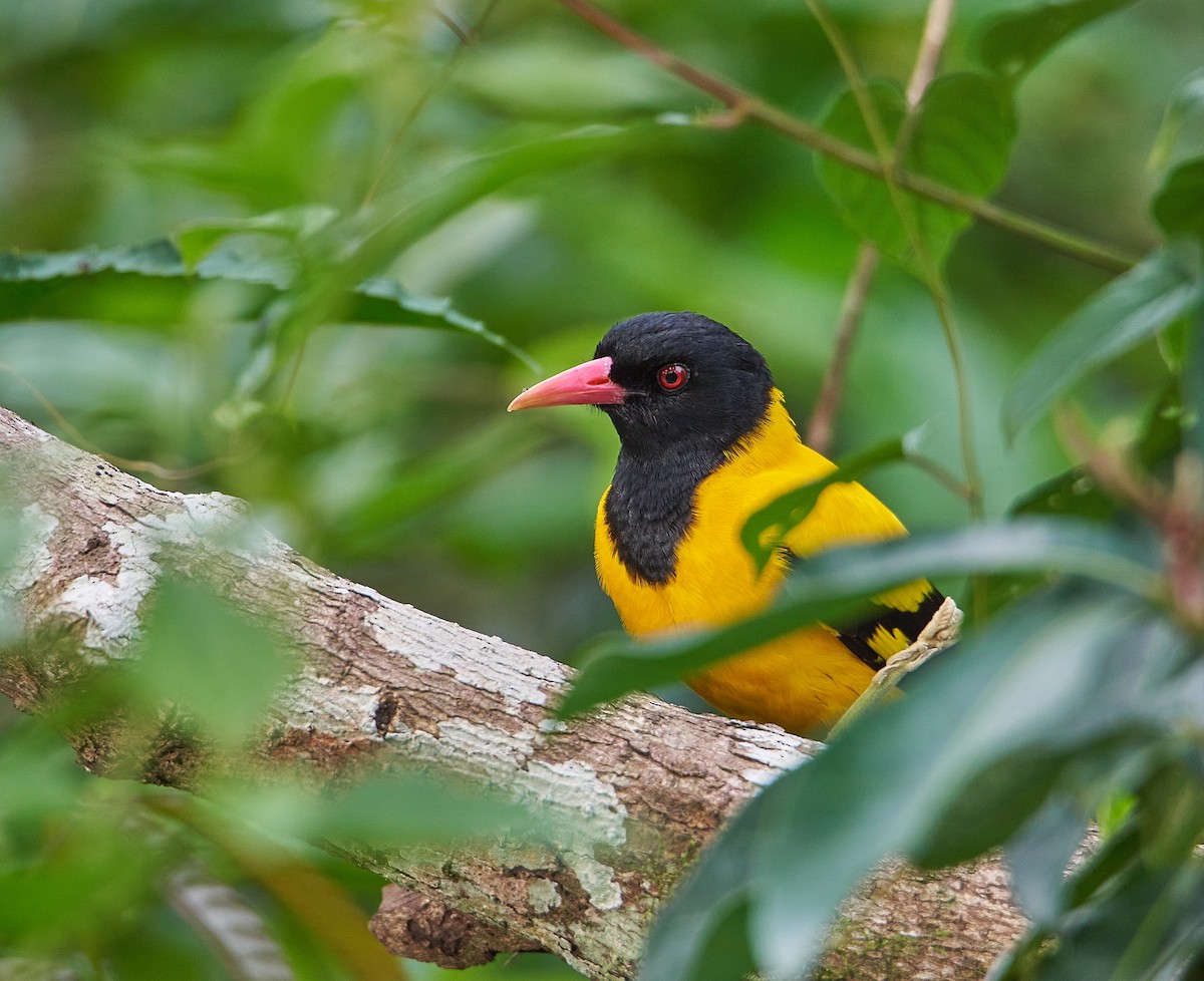 Black-hooded Oriole - Raghavendra  Pai