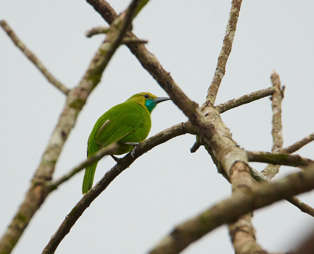 Jerdon's Leafbird - ML257089281