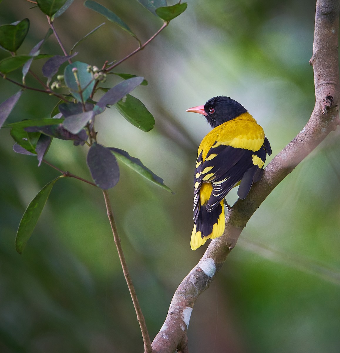 Black-hooded Oriole - ML257089291