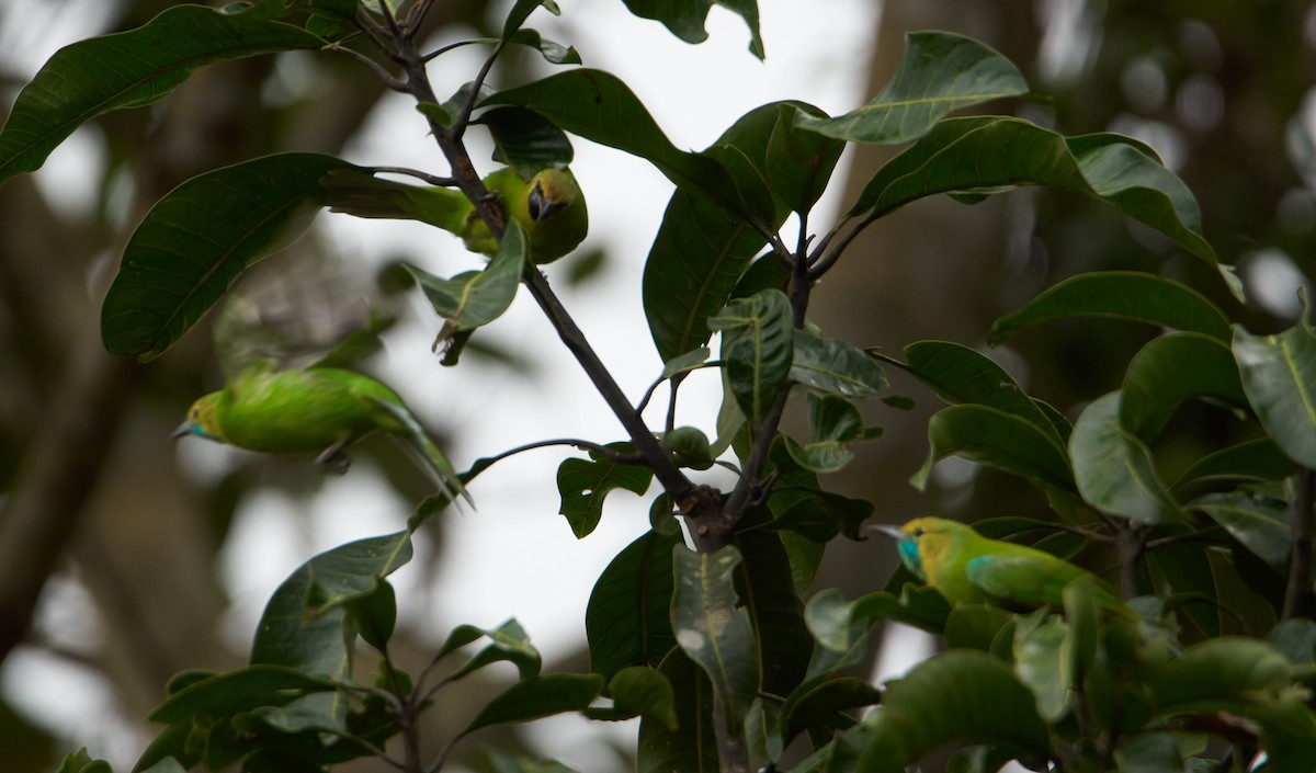 Jerdon's Leafbird - ML257089341