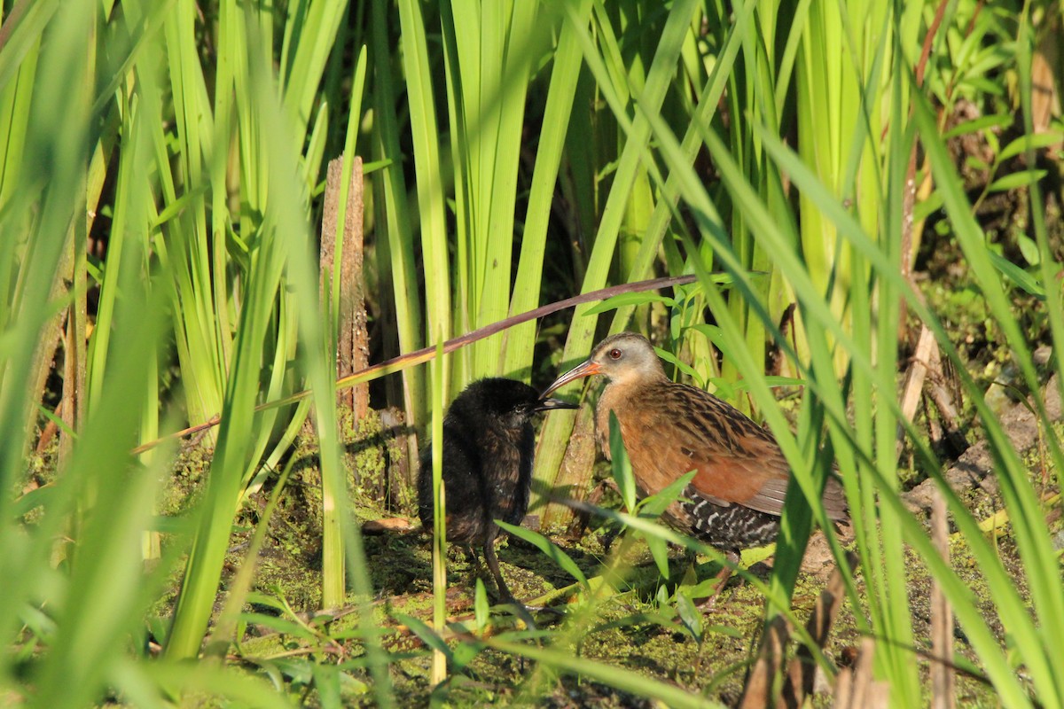 Virginia Rail - Megan Miller