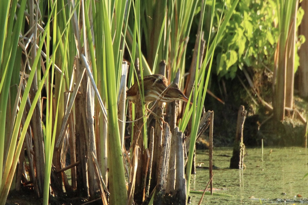 Least Bittern - Megan Miller