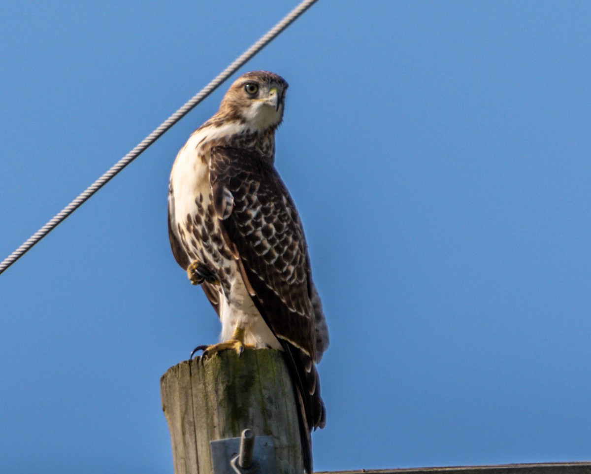 Red-tailed Hawk - ML257091301