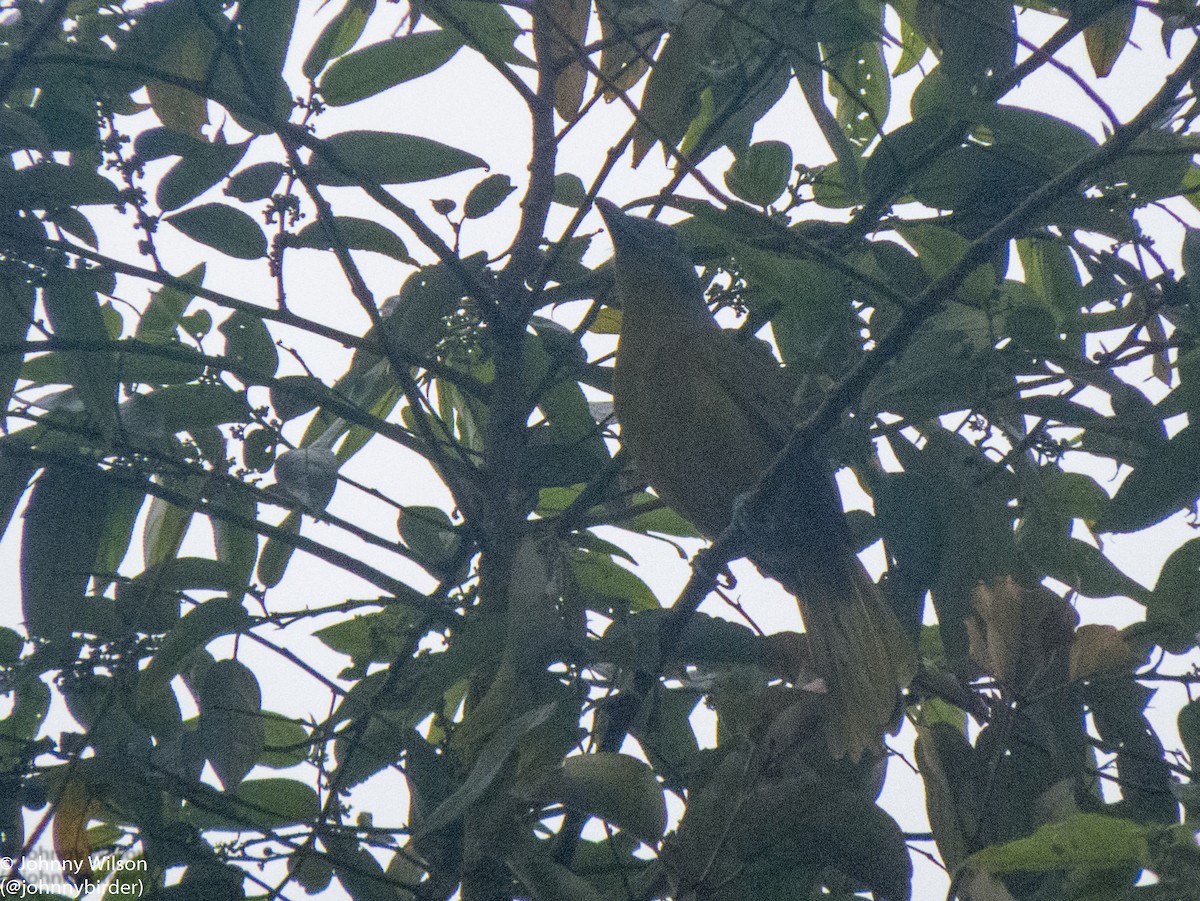 Green-breasted Bushshrike - Johnny Wilson