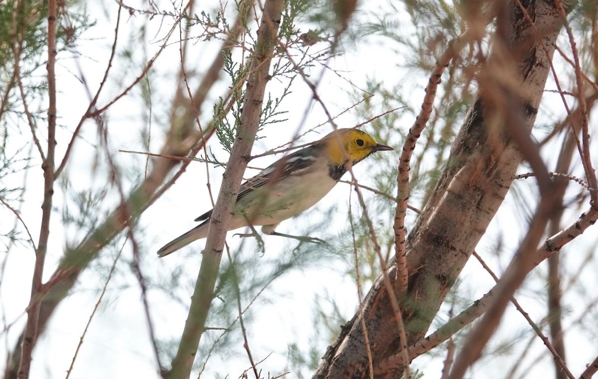 Hermit Warbler - ML257092131