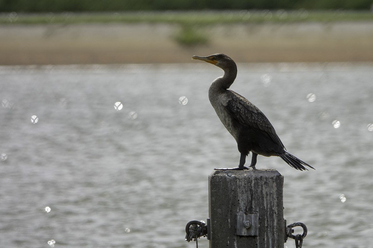 Double-crested Cormorant - Wendy Allen