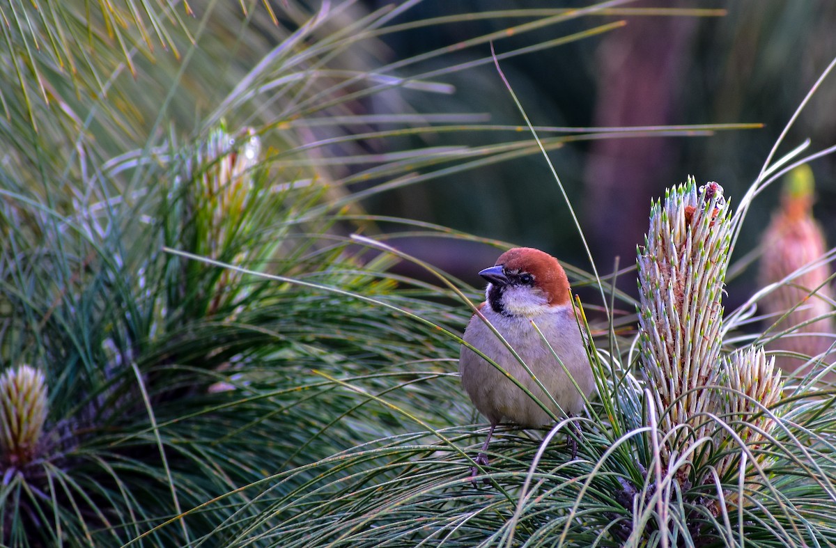 Russet Sparrow - Tarsem Deogan