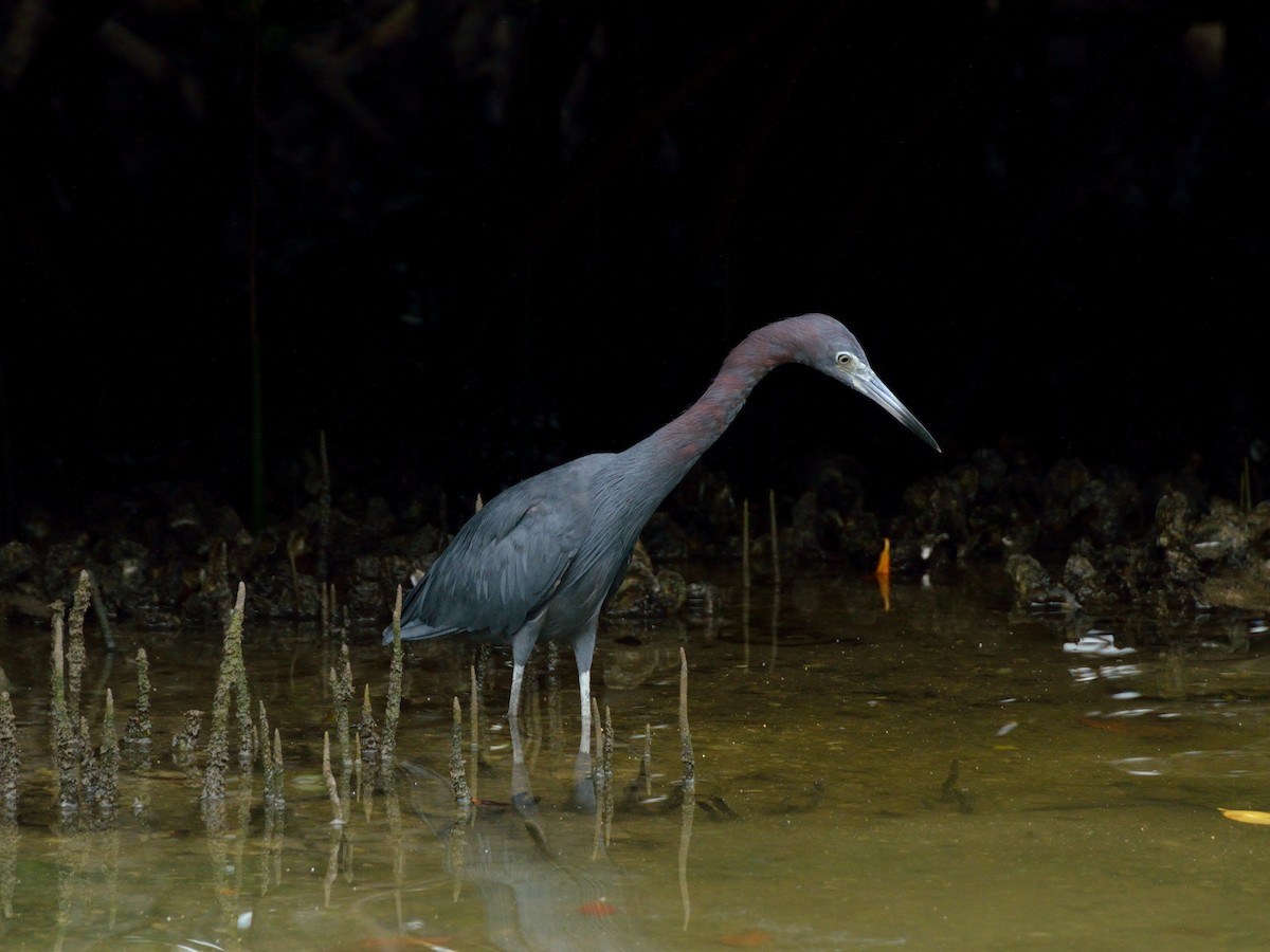 Little Blue Heron - ML257098781