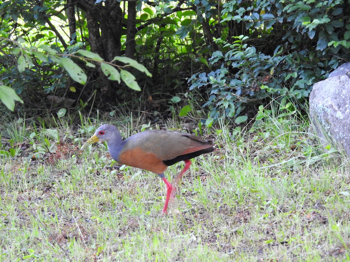 Gray-cowled Wood-Rail - Raul Ibarra