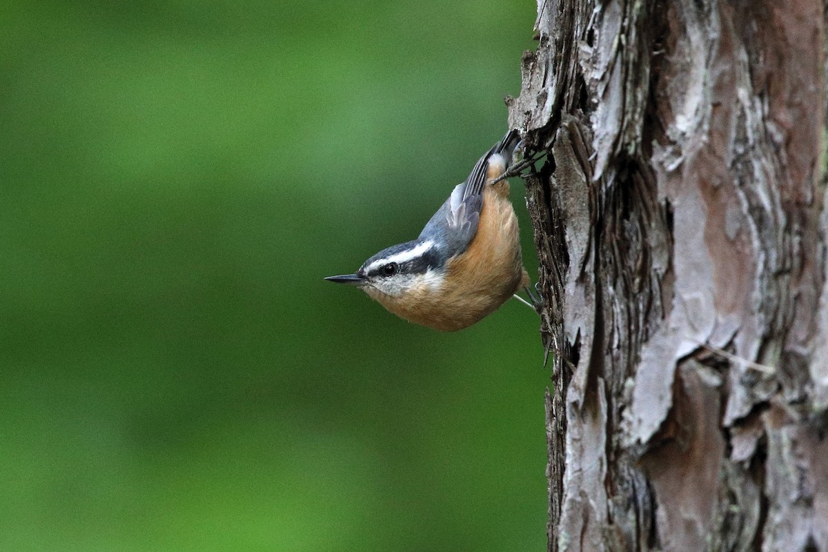 Red-breasted Nuthatch - ML257100011