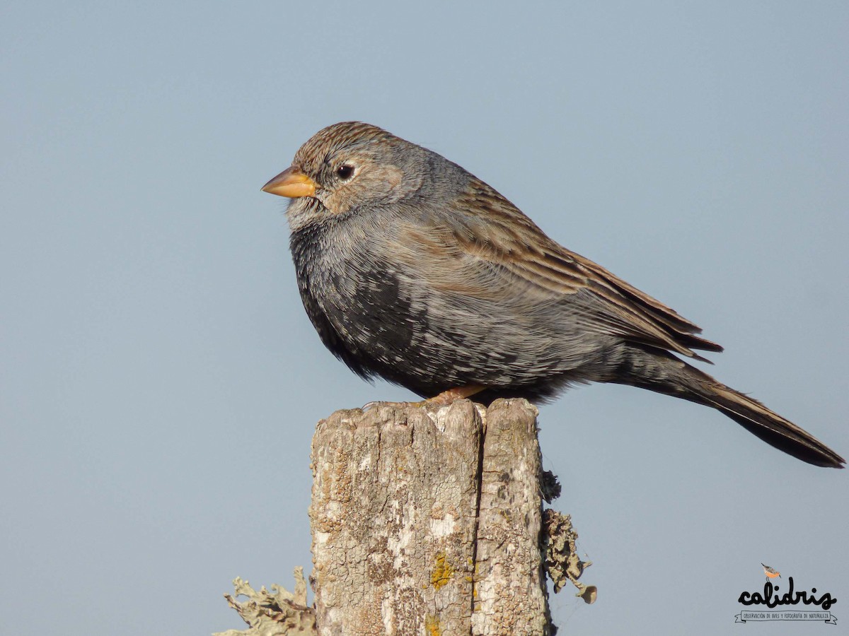 Carbonated Sierra Finch - Pablo Hernan Capovilla