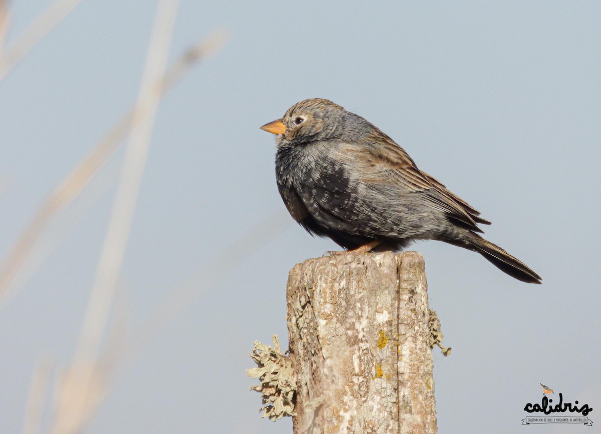 Carbonated Sierra Finch - Pablo Hernan Capovilla