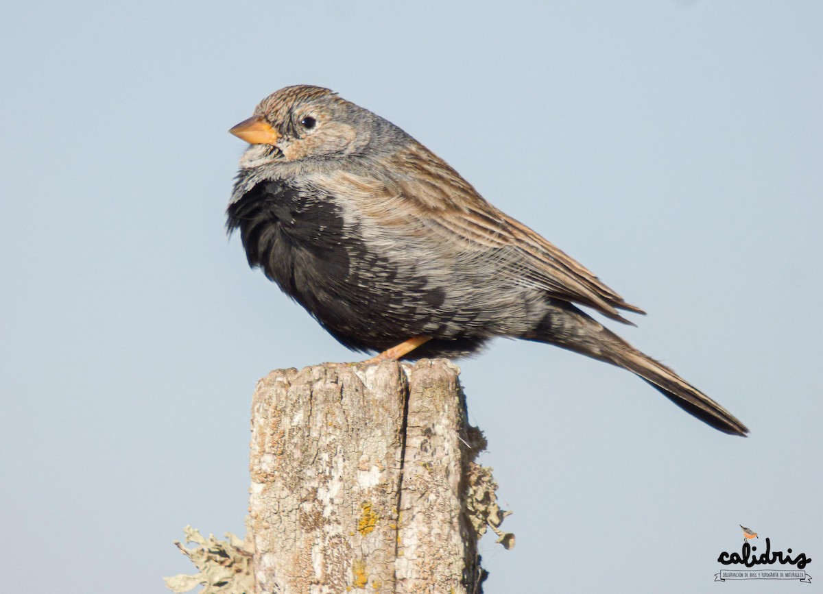 Carbonated Sierra Finch - ML257100901