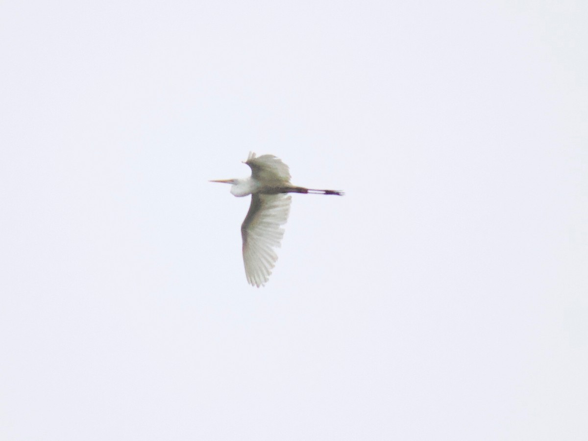 Great Egret - ML257101261