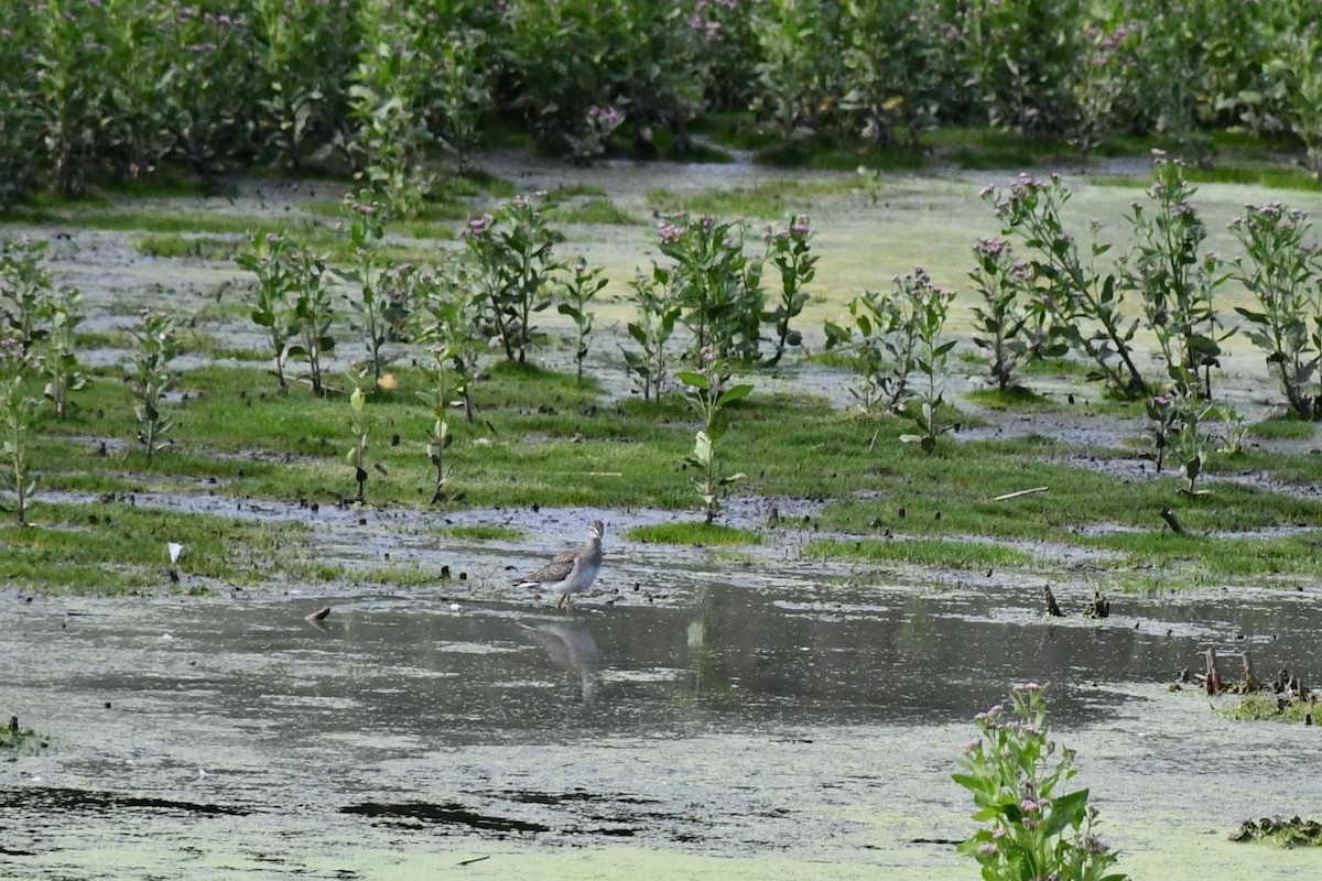 Greater Yellowlegs - Brian Kenney