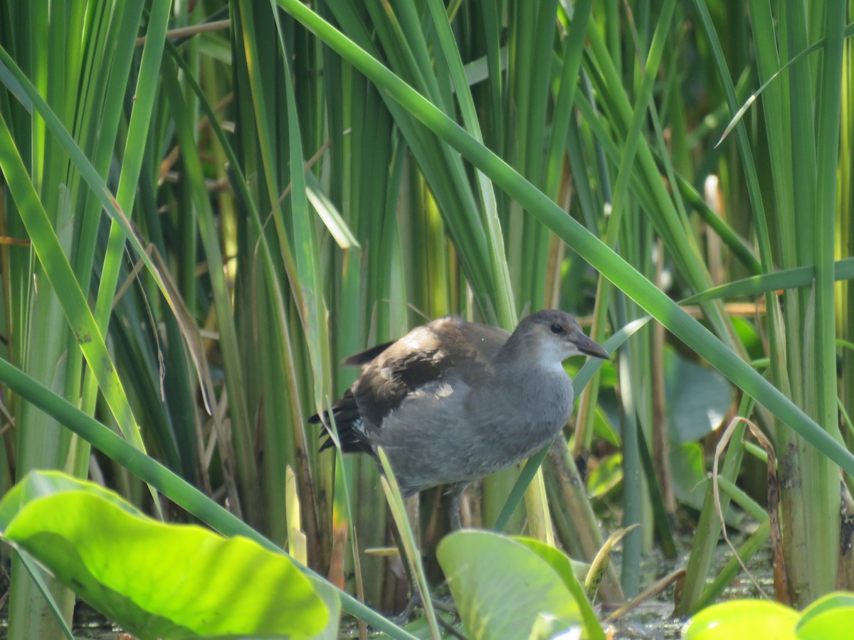 Gallinule d'Amérique - ML257102071