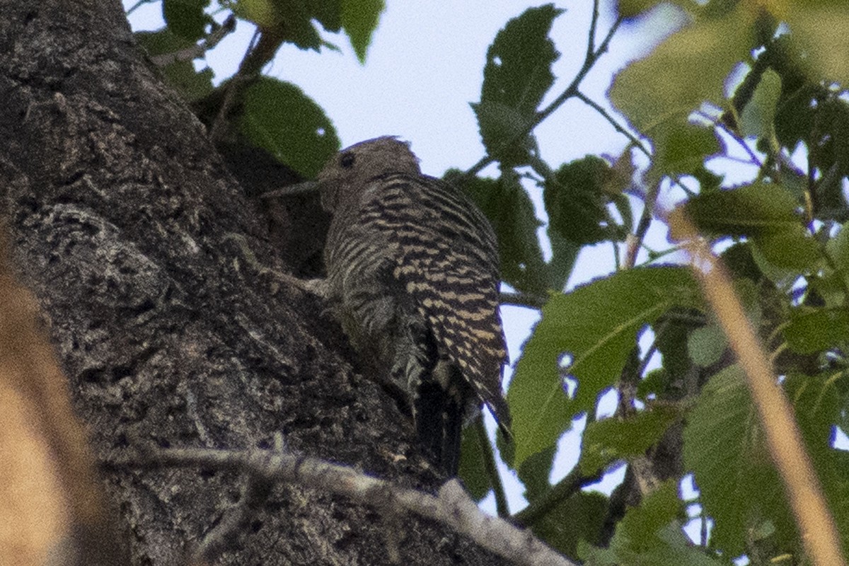 Williamson's Sapsucker - ML257102161