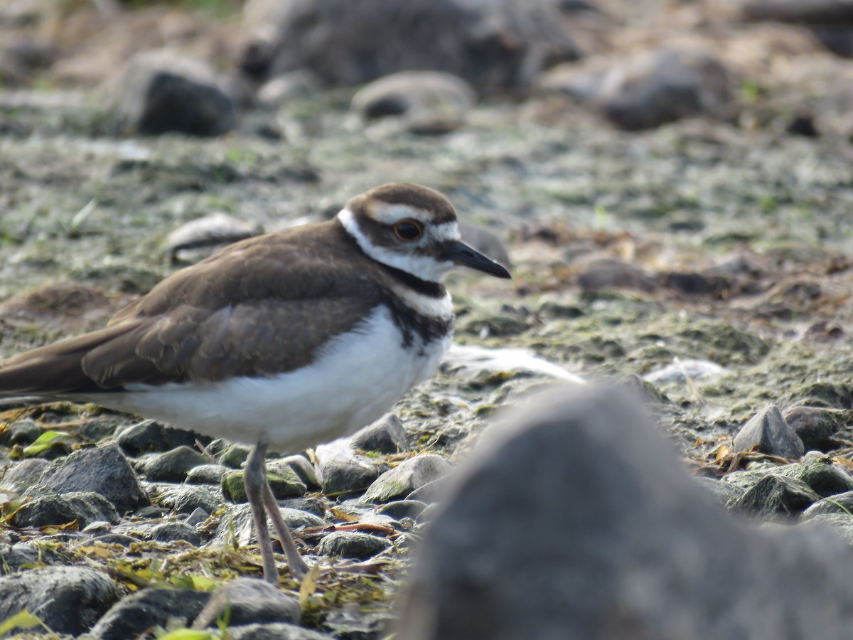 Killdeer - Stacy Robinson