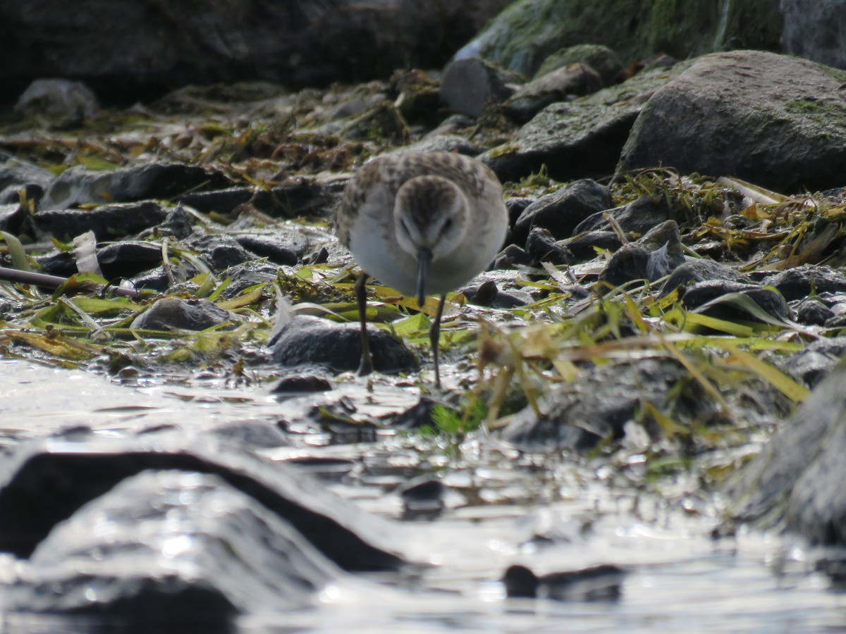 Semipalmated Sandpiper - Stacy Robinson