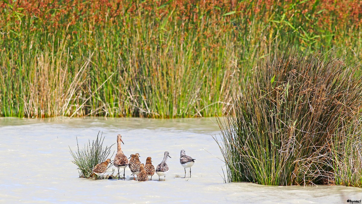 Black-tailed Godwit - ML257102531